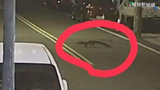 竹北130cm鱷魚逃走中 里長急公告：飼主說牠不會咬人 | 華視新聞