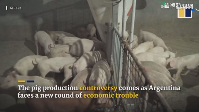 中國利誘阿根廷養豬 高汙染產業藏隱憂 | 華視新聞