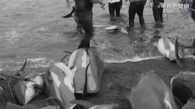 獵捕逾千海豚 法羅群島海灣一片血紅 | 華視新聞