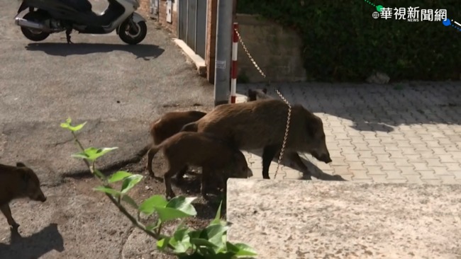 羅馬街上有野豬! 居民出門得小心遭尾隨 | 華視新聞