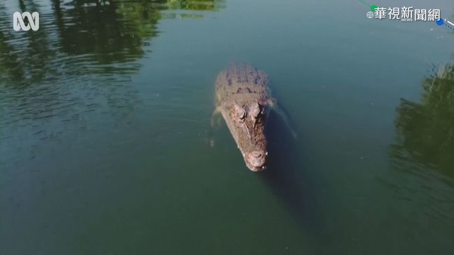 拍鱷魚紀錄片 無人機慘遭"獵殺" | 華視新聞