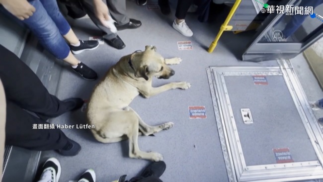 狗狗自搭大眾運輸 遊歷伊斯坦堡變網紅 | 華視新聞