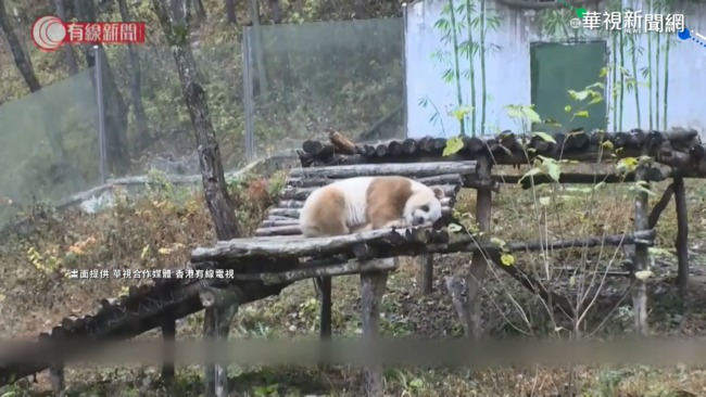 罕見z棕白色貓熊 出沒中國秦嶺一帶 | 華視新聞