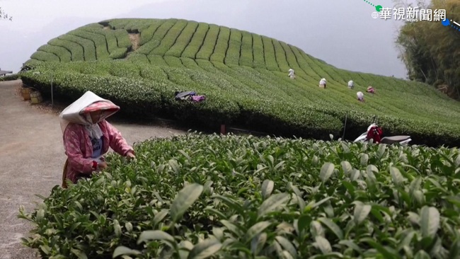 茶葉荒肇因氣候變遷? 外媒親訪梅山茶園 | 華視新聞