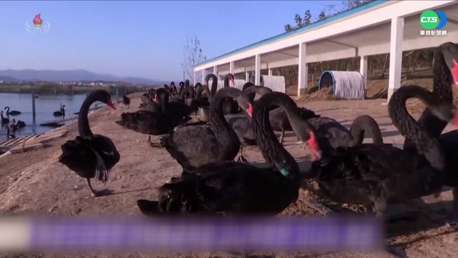 黑天鵝成主食 北韓救饑荒出奇招! | 華視新聞