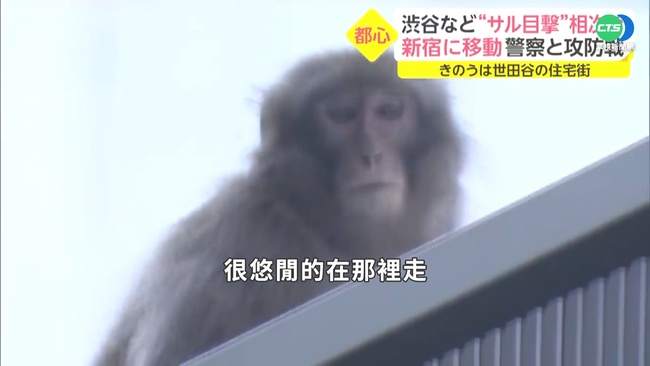 有猴出沒請注意! 東京住宅區猴子成大爺 | 華視新聞