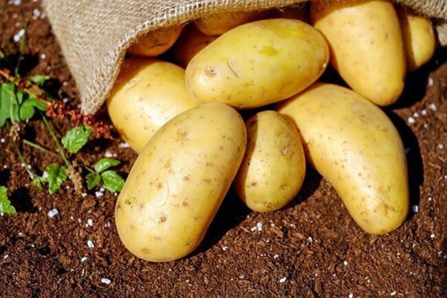 地瓜、馬鈴薯發芽後能吃嗎？  北農解答 | 華視新聞