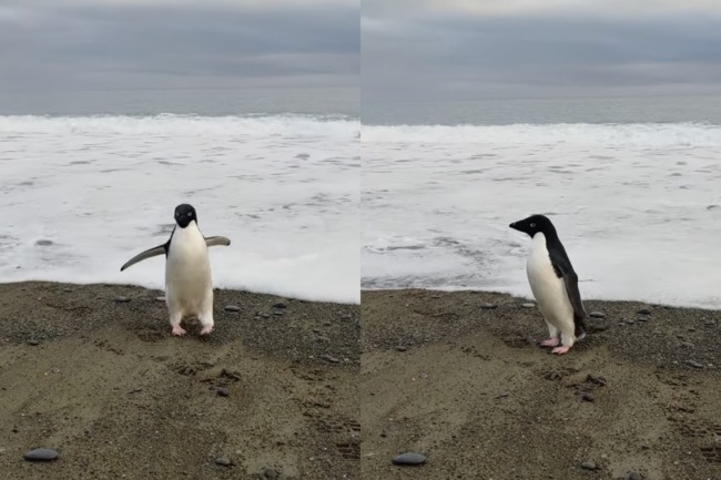 南極企鵝飄洋過海迷路3千公里 紐西蘭居民誤以為是玩偶 | 華視新聞