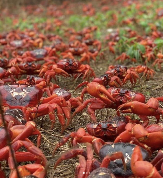澳洲聖誕島「紅蟹大遷徙」 民眾用路困難 | 華視新聞