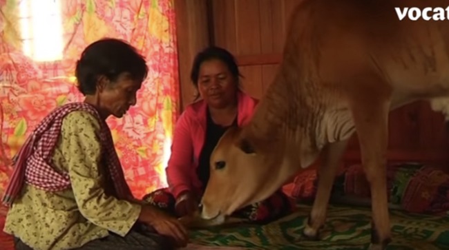 堅信「牠」為亡夫轉世 柬埔寨7旬婦人樂嫁黃牛 | 華視新聞