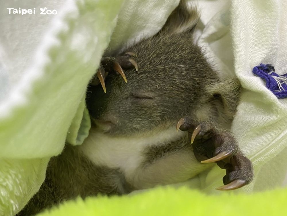 無尾熊寶寶在保育員縫製的袋中熟睡。（動物園提供）