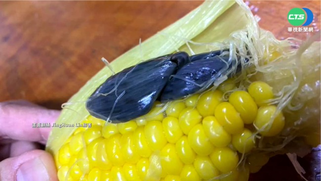 玉米長出"墨西哥松露" 內行讚極品美食 | 華視新聞