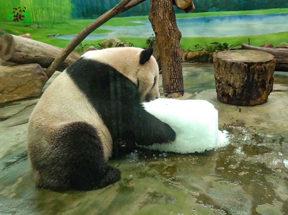 （團團：奇怪！怎麼是「清冰」？！／台北市立動物園提供。）