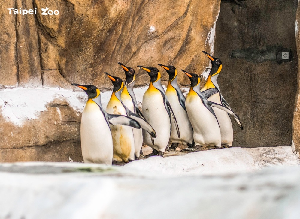 （國王企鵝：多拿一點！別客氣！／台北市立動物園提供。）