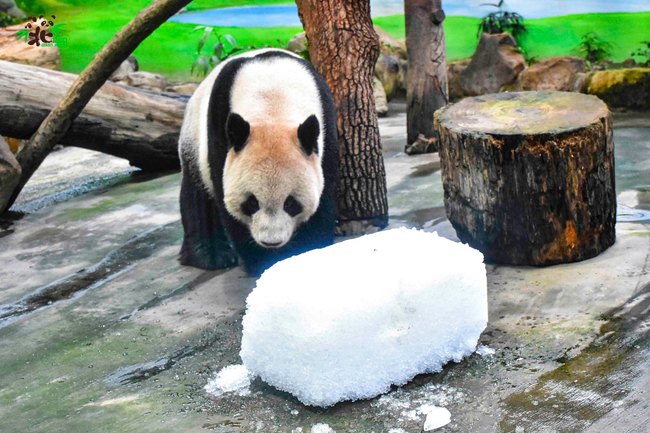 聖誕節跟企鵝借冰玩！大貓熊體驗當「雪中熊」 | 華視新聞