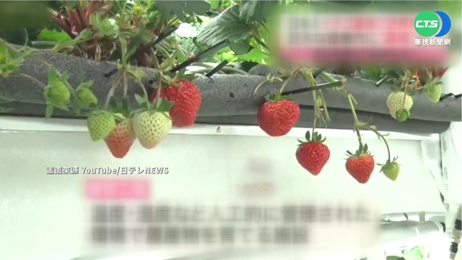 避免草莓"絕種" 日業者打造農業工廠 | 華視新聞