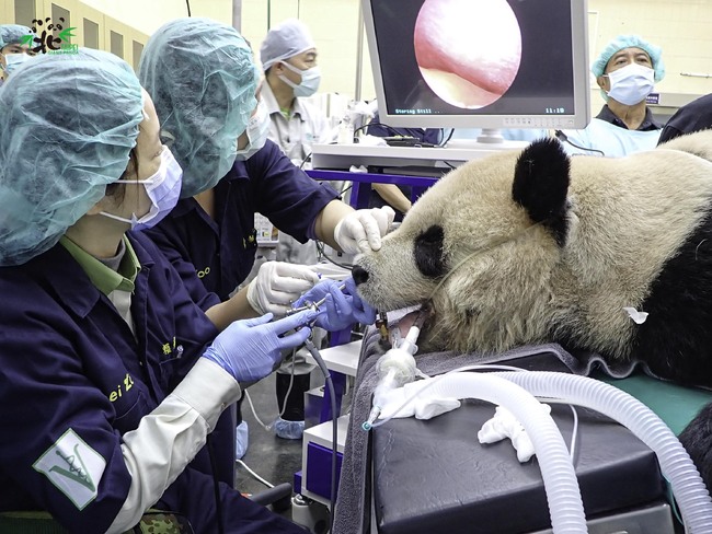北市動物園貓熊「團團」驚傳流鼻血 健檢出爐：鼻腔發炎 | 華視新聞