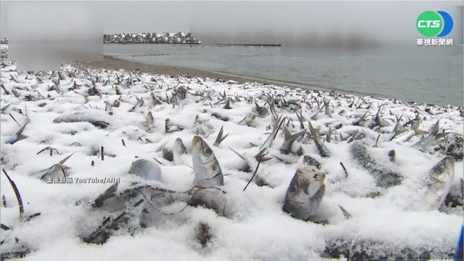 寒流攻北海道 "冷凍沙丁魚"綿延岸邊500米 | 華視新聞