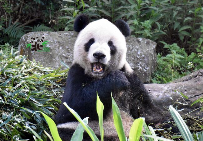 憂春節人潮! 北市動物園重啟「預約制」每場限8千人 | 華視新聞