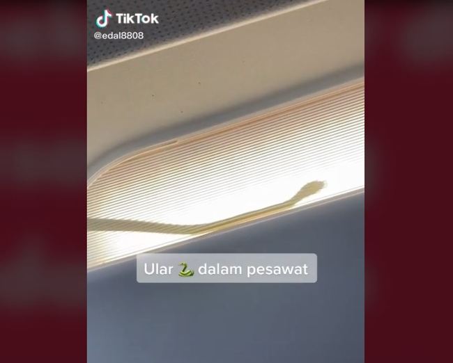 嚇！機艙驚見「蛇影」嚇壞旅客 亞洲航空飛行中緊急轉降 | 華視新聞