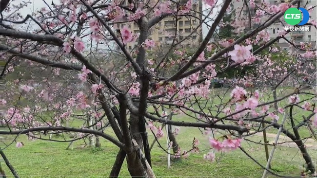 假日出遊好去處 新竹公園各式櫻花盛開 | 華視新聞