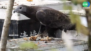 直擊! 蜂鷹大戰蜂群 獵食畫面難得一見