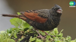 罕見"冠鵐"現身苗栗三義 鳥友朝聖搶拍