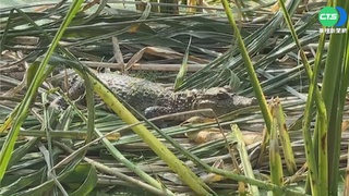 埔里筊白筍田驚見鱷魚 疑似遭人棄養