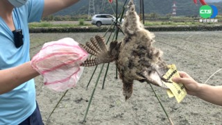 農夫為保玉米田 捕殺保育類環頸雉"祭旗"