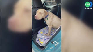 險被安樂死 比特犬"索爾"有新家了!