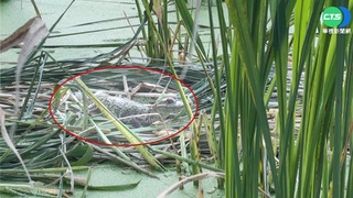 落跑鱷魚竄埔里農田 搜捕員失手好狼狽