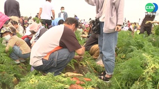 挑戰世界紀錄! 5千人齊聚體驗拔蘿蔔
