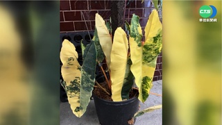 一葉8萬! 65萬"植物界愛馬仕"遭竊