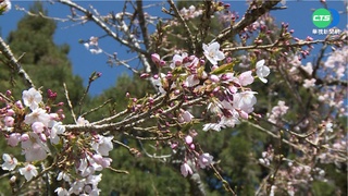 阿里山櫻花季開跑  吉野櫻"櫻王"花開3成!