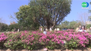 杜鵑花音樂會登場! 民眾享受暖陽賞花拍照