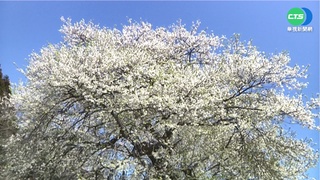 霧社櫻王"滿開" 憂賞花客爆量 雪管處交管