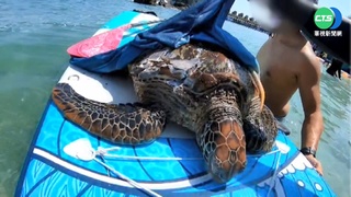 海龜疑遭螺旋槳打傷 急送醫搶救仍不治