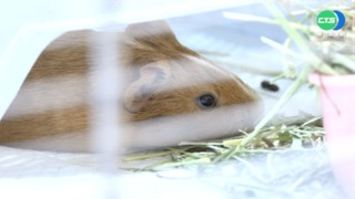 ｢天竺鼠車車｣退燒 流浪鼠暴增10倍