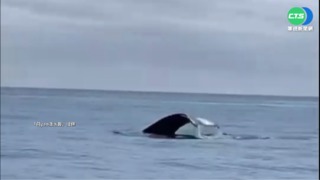 萬里桐外海驚見大翅鯨 遊客興奮狂拍