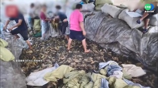 抽菸.腳踩酸菜 中業者醃漬過程噁曝光