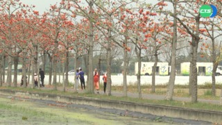 白河林初埤木棉花盛開 火紅花海吸遊客