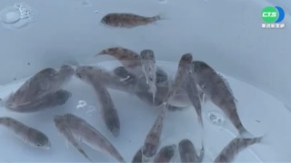 澎湖放流萬尾嘉鱲魚 助海洋保育發展