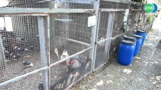 動展法嚴管!農場雞不能看 遊客怒刷負評