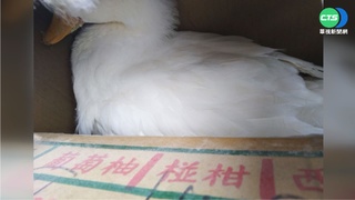 "帶路鴨"擋煞後遭丟棄 關紙箱2天險死