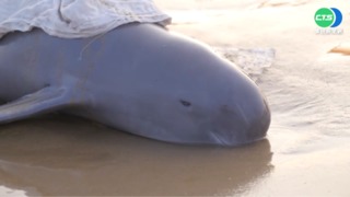 金門學生衝浪遇擱淺海豚 緊急搶救仍不治