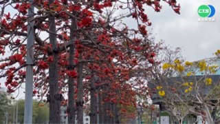 台南木棉花絮隨風飄 居民憂"影響生活"