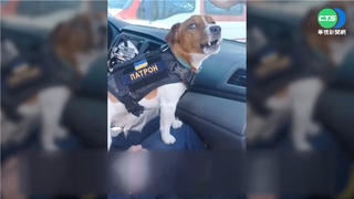 最萌生力軍 傑克羅素㹴執行尋地雷任務