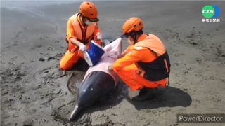 保育類海豚擱淺七股沙洲 搶救後重返大海