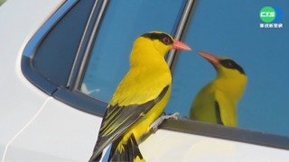 保育鳥黃鸝驚喜現身 誤認車窗反光是母鳥
