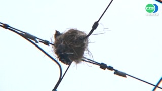 內湖3000戶凌晨停電 台電:鳥築巢引起